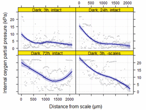 Fig. 2. Profile of the partial pressure of oxygen (pO2) during grapevine buds burst. The pO2 was measured after time of growing (0, 3, 24, or 72h) at 23 °C in darkness. Data represent scatterplots of raw data (n = 3), with a regression curve applied and 95% confidence intervals shown as light blue shading