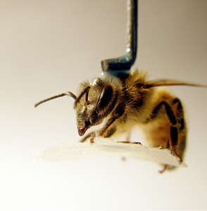 A tethered bee waiting to perform experiments.