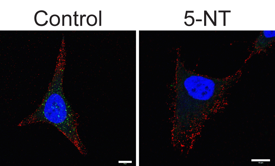 Control-treated cells on the left and 5-NT-treated cells on the right stained for Early Endosomal Antigen 1 (EEA1, green), a protein involved in the cellular transport network, and reovirus (red). Treatment with 5-NT causes EEA1 to disperse at early times of infection (compare green staining on Control cells to 5-NT-treated cells).  Scale bars, 10 um.