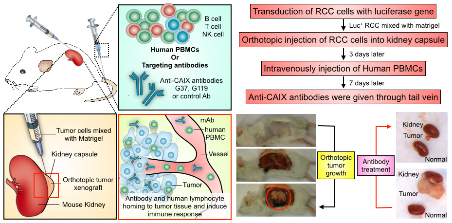 Fig.1. Design of the orthotopic RCC model and humanization with PBMC. Outline and diagram of establishment and treatment in the orthotopic model is shown. The orthotopic implantation and engraftment of a human RCC line is transduced with luciferase and transplanted into the subrenal capsule of mouse kidney. Subsequent to tumor engraftment, human blood cells and then anti-CAIX or control mAb treatment is administered to mice intravenously, with repeated dosing of treatment and measurement of tumor growth by BLI every 3-4 days. 