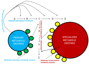 A schematic showing how a novel specialized metabolic pathway may get formed via recruitment of enzymes from primary metabolism and also from specialized metabolism.