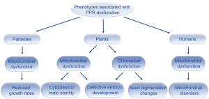 Fig. 1. Summary of defects that can occur in humans, animals and parasites when PPR proteins do not function correctly.