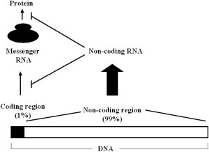 Fig.1. Messenger RNA and non-coding RNA.