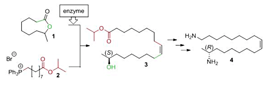 Fig. 1. Synthesis of harmonine.