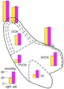 Fig. 2. Average glutamate levels, expressed as heights of bars, in right and left cochlear nuclei one month after destruction of the right cochlea, in regions that receive much (AVCN, IN, and PVCN) or little (DCN outer layers and Gr) input from the cochlear nerve.