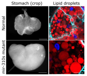 Fig. 1. mir-310s mutants always have larger stomachs (crops) and accumulate more lipids on a diet