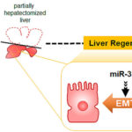 MicroRNAs control cellular transition of hepatocytes during liver regeneration. AoS