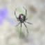 Urbanization facilitates migration of the human health pest, Western black widow spider