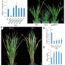 A novel gene controlling tiller development in barley