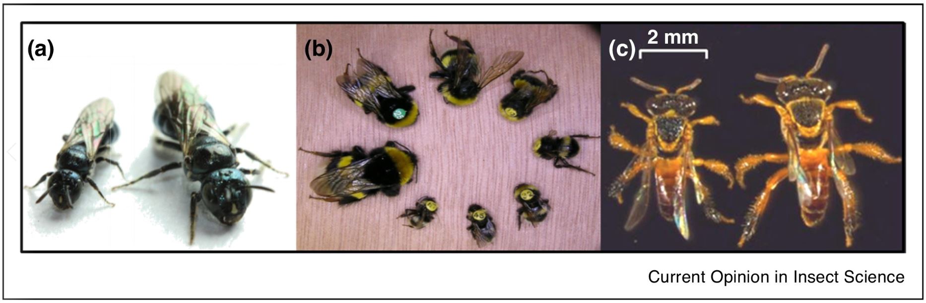 Atlas of Science. The complex regulation and functional significance of size diversity in social bees