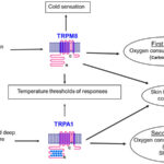 AoS. If you are cold, what two cold-sensitive ion channels TRPM8 and TRPA1 do