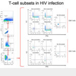 AoS. T-Cell Subsets in HIV Infection