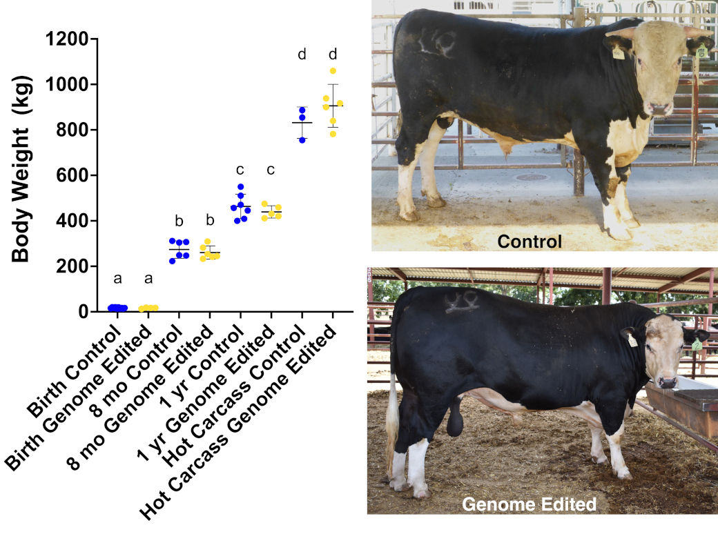 Atlas of Science. Is milk and meat from the offspring of a bull genome edited to have no horns safe to eat?